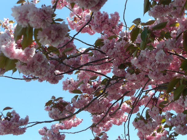 札幌はまだ桜の季節.jpg